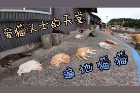 这可能就是爱猫人士的天堂吧！遍地猫猫～任人撸摸～