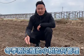 冬季刚种下的桃树苗“定干和覆地膜”显得尤为重要视频封面