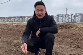 冬季刚种下的桃树苗“定干和覆地膜”显得尤为重要视频封面
