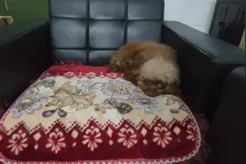 小伙不想养狗了，但不知道怎么处理狗狗比较好，网友们有什么建议