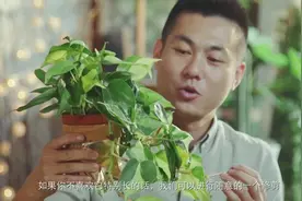 今天来教大家常见的“绿萝”，它也分为好多种，教你如何养护它视频封面