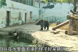 大年初五，广州天气太热了，大熊只能泡澡降温?视频封面