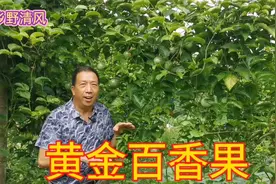 农民种植百香果用垂帘新技术，亩产量7000斤产值50000元，真棒视频封面