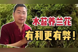 水苔养兰花，妙用真不少！可要当心养出“水根”，营养不良难开花视频封面