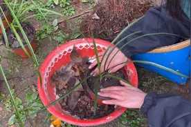 生草兰仅需这两种东西就能还原它原本的生存环境。一起来看看吧！视频封面