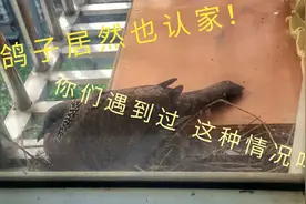 家里厨房飞来了一直鸽子，没想到它在筑巢生活了，是代表好运么?