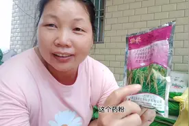 水稻打除草剂，为什么不要早上打，早上打了会伤害禾苗吗