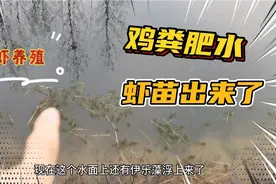鸡粪肥水养小龙虾，冬季虾苗开始夹伊乐藻，补充点饲料视频封面