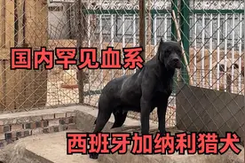 2条纯黑色西班牙猎犬，国内很少见的犬种，曾被许多国家禁养！视频封面