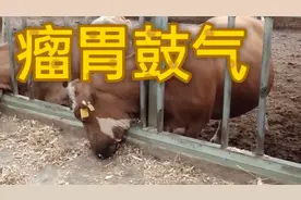 牛瘤胃鼓气的发病原因，症状及治疗方法。视频封面
