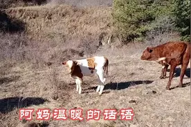 牛丢了，找了一天也找不到，怎么办视频封面