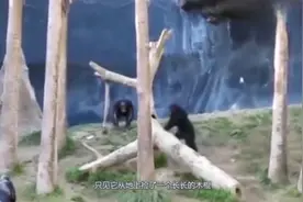 猩猩之间打架，连武器都用上了，真是难得一见视频封面