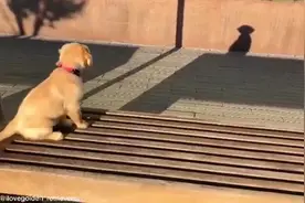 超傻金毛，第一次晒太阳被墙上的影子吓到，还以为影子是坏狗视频封面