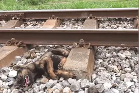 流浪狗狗腿卡在铁轨中，本以为没救了，却被善良的过路男子带走！视频封面