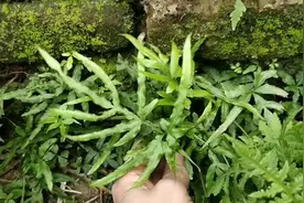身痒，口臭，牙痛，拉肚子，效果奇佳视频封面