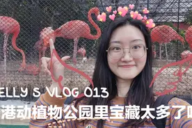留学K粒｜第一次近距离看火烈鸟！想看？让我带你云游HK动物园！视频封面