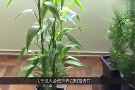 养富贵竹的数量有风水讲究，养不同的数量有不同的风水奥义视频封面