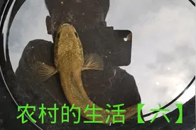 快乐源于简单的生活，就因为它，小伙子也能开心一整天