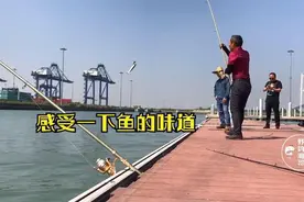 野钓东莞废弃码头，麦鲮红眼扁鱼上个不停，大竿子拉到手软
