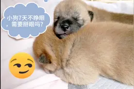 曼曼家的小狗7天不睁眼，需要掰眼吗？看这个处理方法，挺好的！