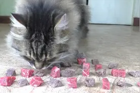 猫咪到底喜欢吃生肉还是熟肉？主人测试后，结果显而易见视频封面