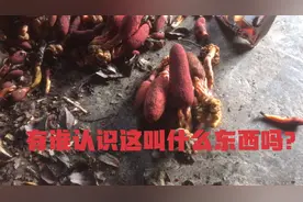 你们那里叫什么呢？我们这边叫猴子卵，据说这个东西壮阳很管用视频封面