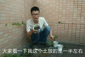 铁树小苗的移栽技巧，这样做可以大大的提高存活率视频封面