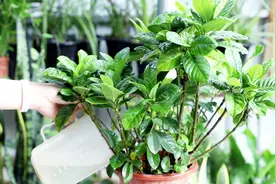 栀子花叶子自下而上发黄，换盆后加点它，叶子翠绿长势旺视频封面