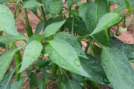 种植辣椒有技巧，掌握以下细节和施肥管理，1棵辣椒产量高出15倍视频封面