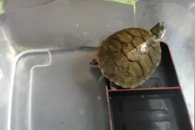 养龟不是养鱼，水不要放太多，否则容易淹死视频封面