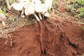 鸡枞根部什么样子，挖这么深也没挖到蚂蚁巢穴