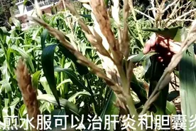 玉米花厉害了，竟然还有很好的利用价值，值得收藏视频封面