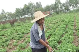 农村大爷和儿媳生活十几年，为啥能一直和睦相处，听听大爷咋说视频封面