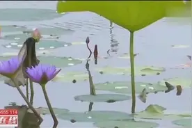 贵港园博园：6月荷花将要盛开，邀请您前来游玩观赏