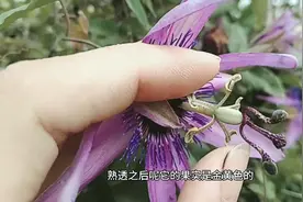 新品种百香果：香蕉百香果！果实熟了是金黄色的，花是紫色的哦！