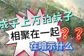 成千上万的蚊子相聚在一起这是在暗示什么吗？密密麻麻看着都恐怖视频封面