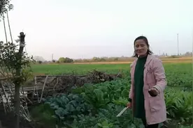 谁和我一样油麦莴笋傻傻的分不清