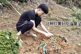 阿玲合理利用土地种红薯，这种红薯40天就能结薯，是不错的品种视频封面