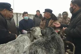 现在青山羊多少钱一只？卖羊大爷说出最新价格，看看成交价是多少视频封面