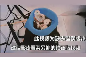 路由器孵蛋，最省钱的孵化方式，不用孵化器的鹌鹑蛋孵化视频封面