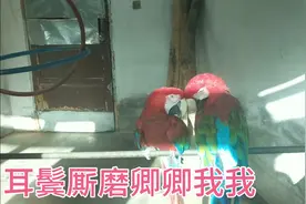实拍青海省野生动物园，两只鹦鹉卿卿我我，看着好甜蜜视频封面