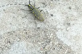 为什么有人叫它：东方神牛？