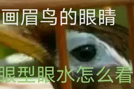 如何挑选画眉，画眉鸟眼型眼水怎么看，什么样的才好，一起来了解视频封面
