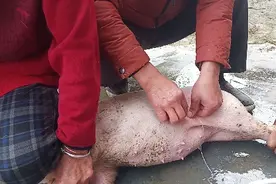 农村阉小猪仔。视频封面