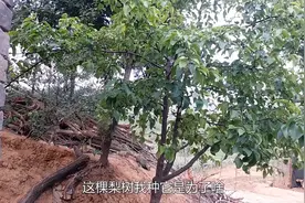 农村的房前屋后种什么树好？大哥家种了10多种果树，饱含了爱意！视频封面