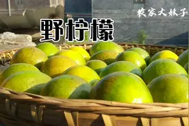 野生柠檬，简单淹制，保存10年都不腐坏。