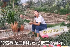 这么茂盛的龙血树被我修剪成这样，这棵树会报废，还是会更漂亮视频封面