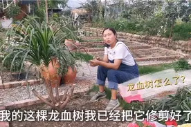 这么茂盛的龙血树被我修剪成这样，这棵树会报废，还是会更漂亮视频封面