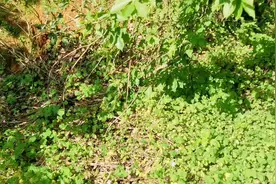 优秀粉蜜源植物，野生王老吉树视频封面