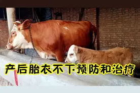 养牛经验：母牛产后胎衣不下咋办？这几个方法真的很有效视频封面